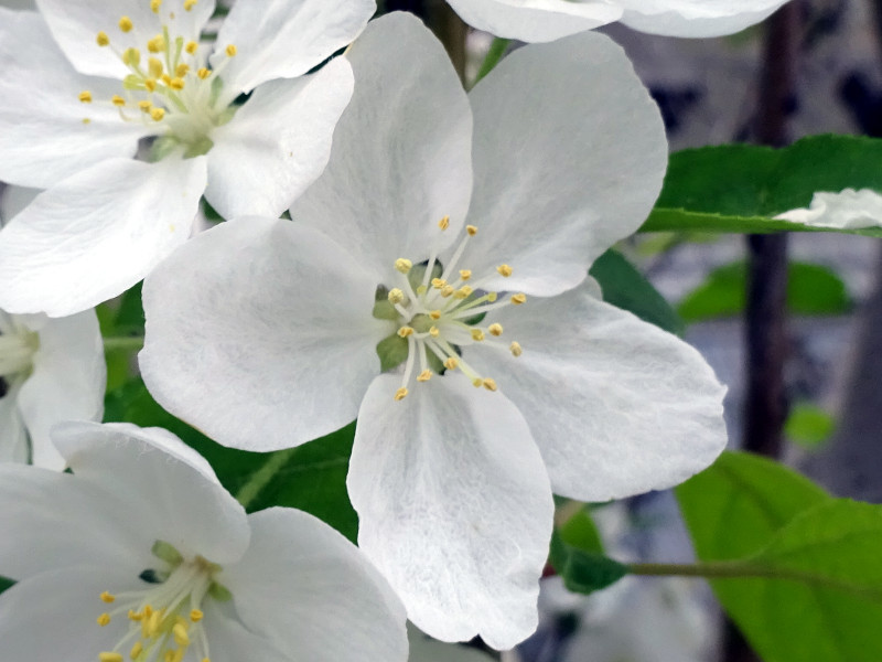 Malus prunifolia