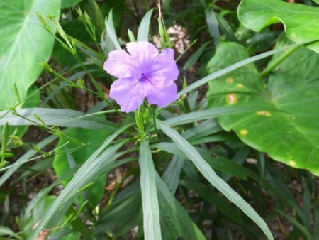 紫花芦莉草