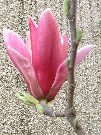 Purple Magnolia 