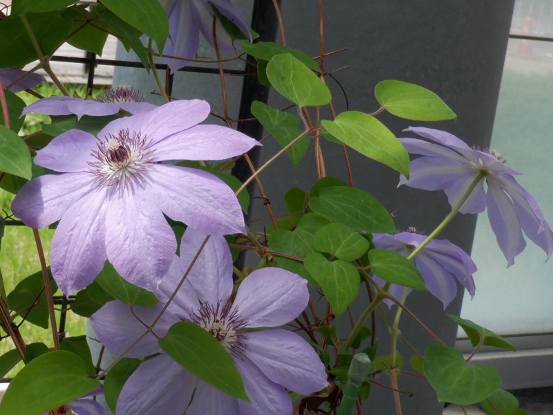 Clematis patens