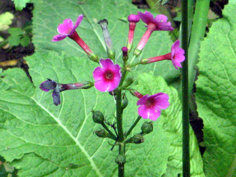 Primula japonica