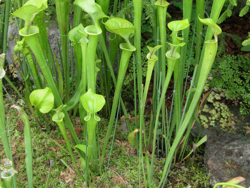 サラセニア フラバ Sarracenia Flava かぎけん花図鑑