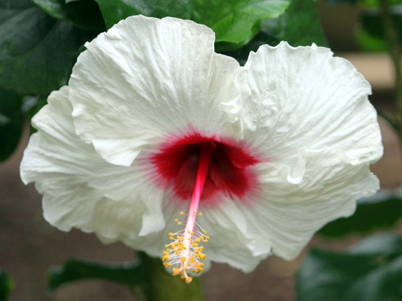 Hibiscus 'Dorothy'