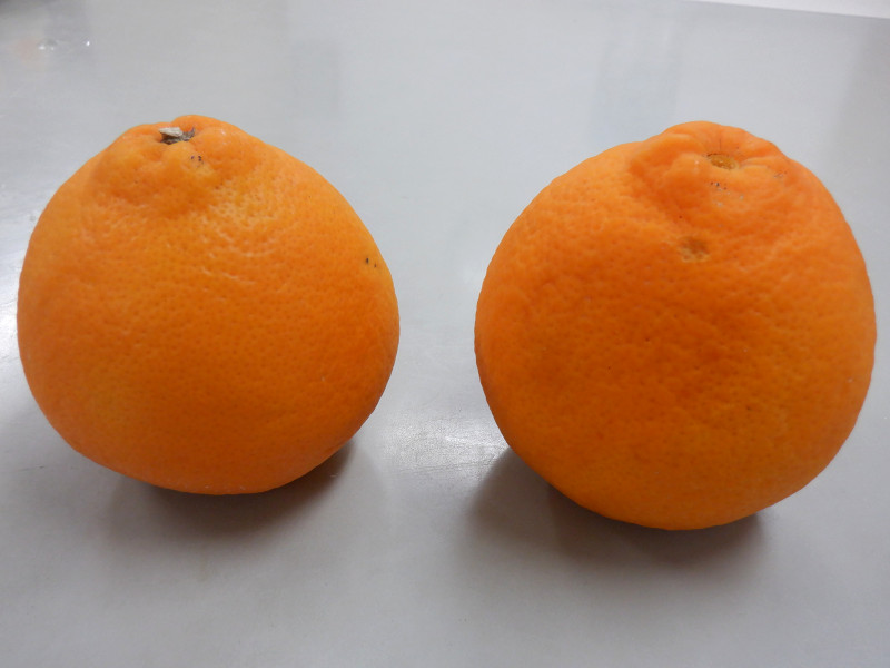 Minneola orange