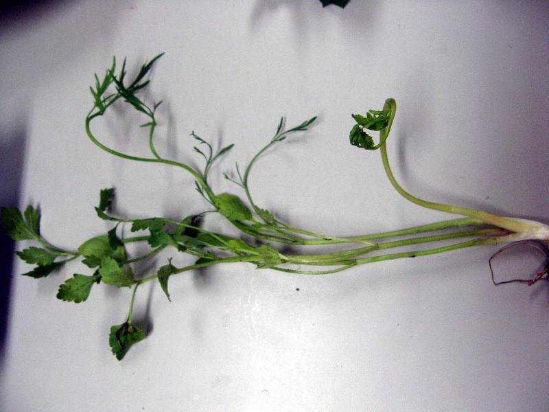 Japanese seven spring herbs