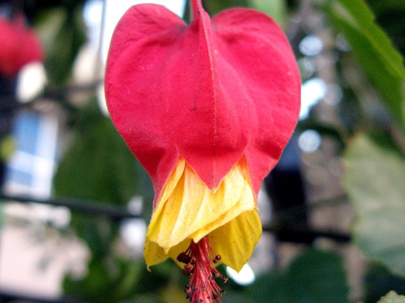 ブラジルの花