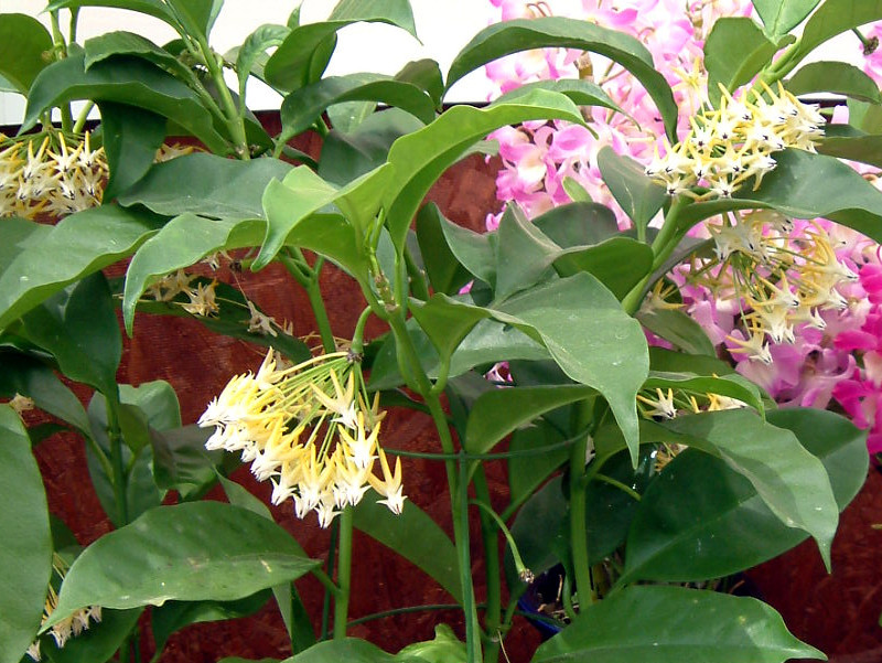 ホヤ ムルティフロラ Hoya Multiflora かぎけん花図鑑