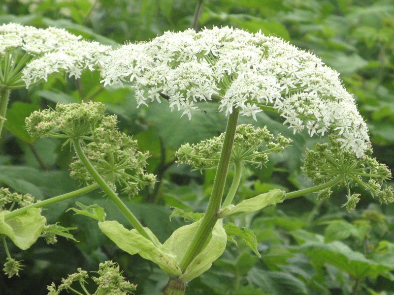 Heracleum lanatum