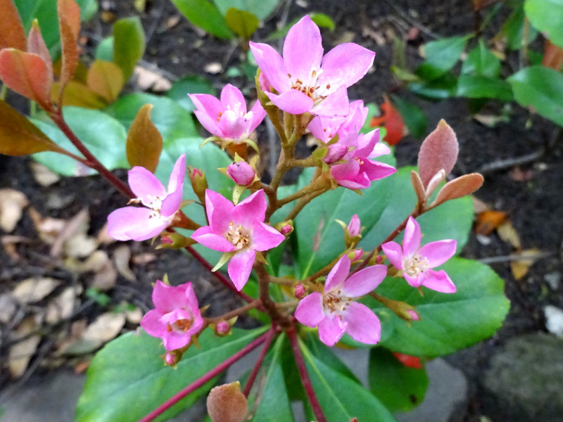  Rhaphiolepis umbellata