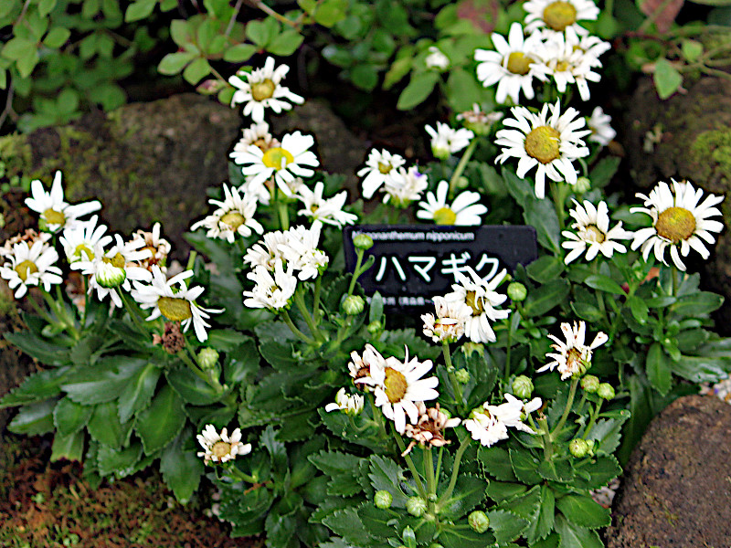 Nippon daisy