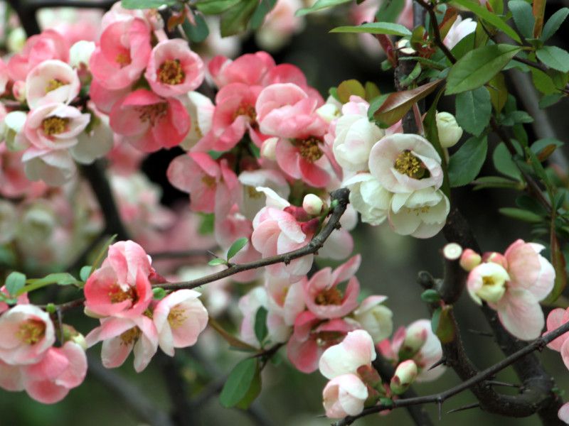 Flowering quince