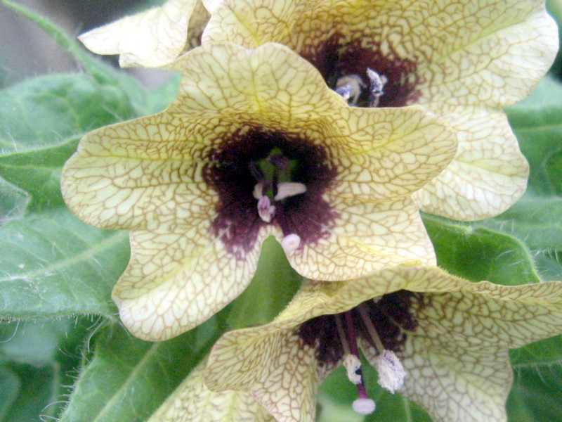 henbane