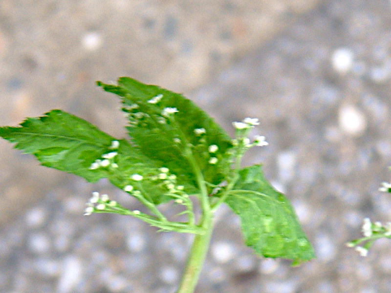 Cryptotaenia japonica