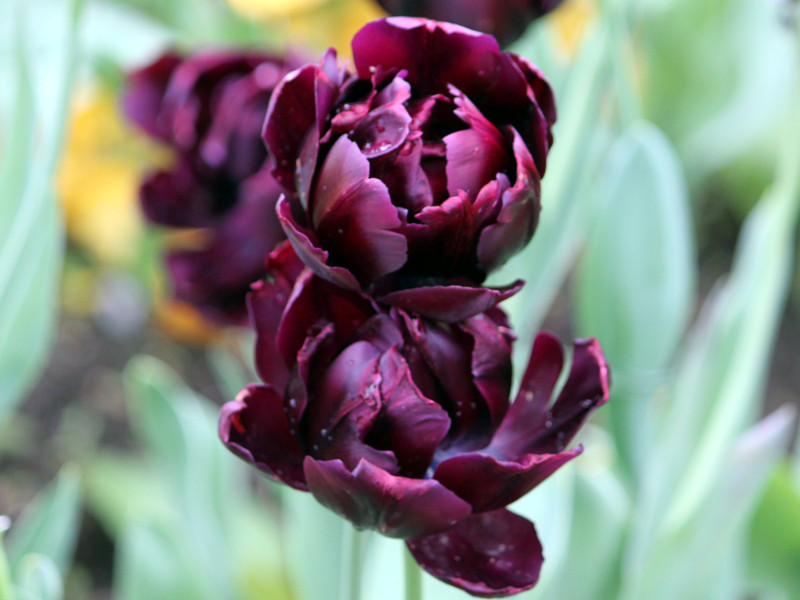 チューリップ ブラックヒーロー Tulipa Cv Black Hero かぎけん花図鑑