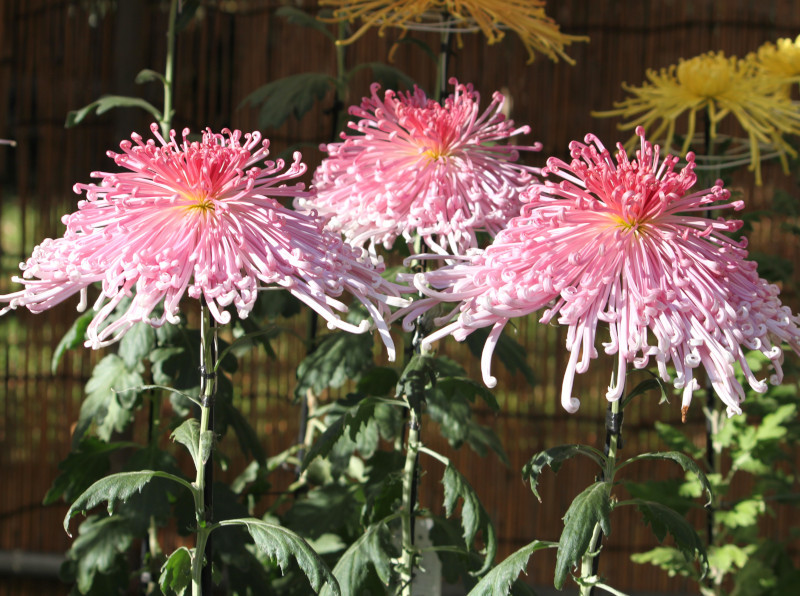 10月に咲いているピンクの花