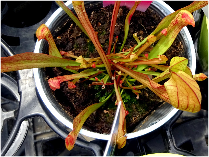 サラセニア レウコフィラ Sarracenia Leucophylla かぎけん花図鑑