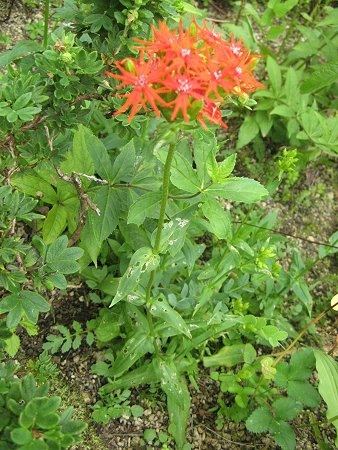 Lychnis wilfordi