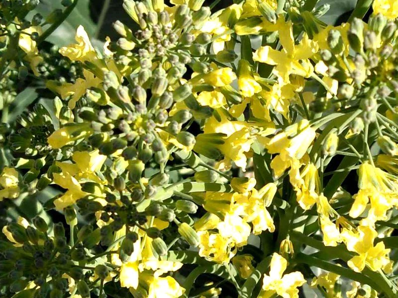 ブロッコリー Brassica Oleracea Var Italica かぎけん花図鑑