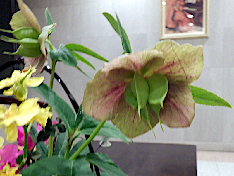 Helleborus orientalis