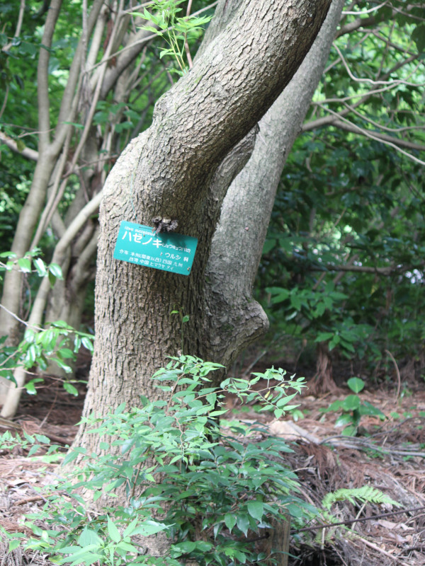 Japanese wax tree