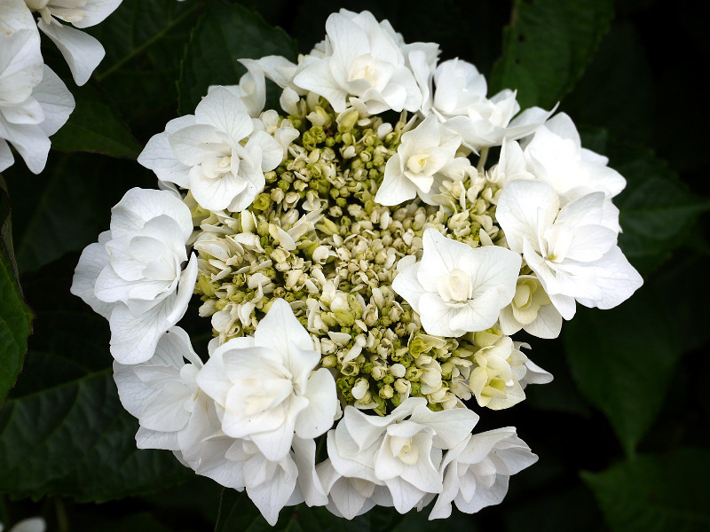 Hydrangea Macrophylla Hydrangea Macrophylla Flower Database