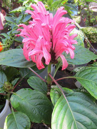 Justicia carnea