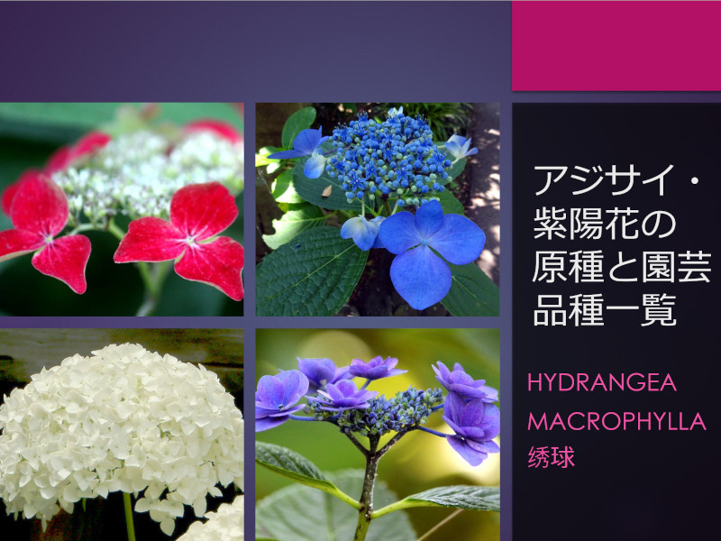 6月3日の誕生花、アジサイ(紫陽花)