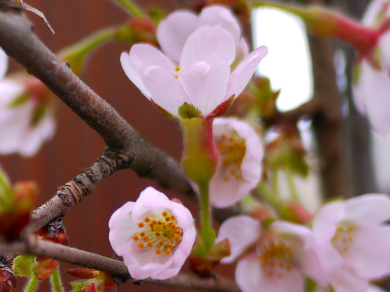 桜シリーズ19.秩父桜