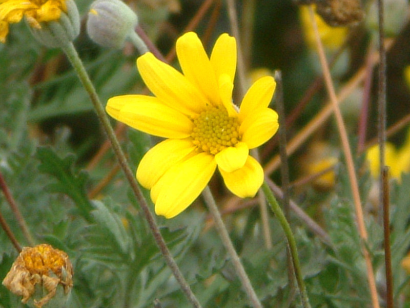 ユリオプスデージー Euryops Pectinatus かぎけん花図鑑