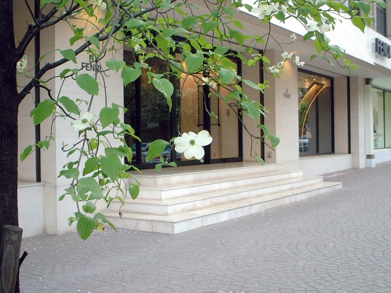 Flowering dogwood