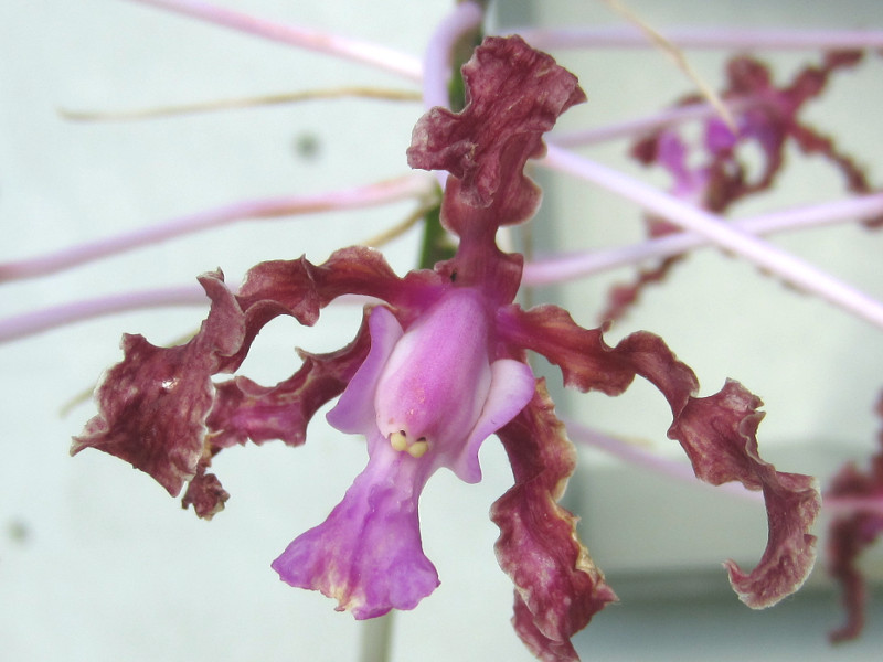 Laelia undulata