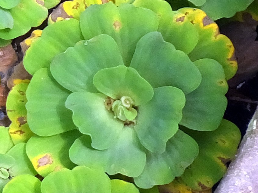 Water Lettuce