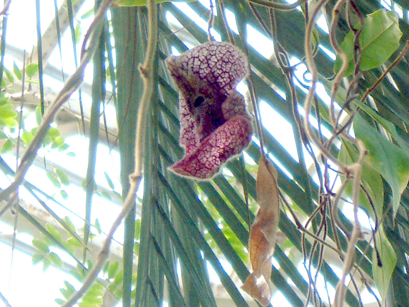 Aristolochia westlandii