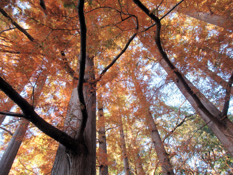 Metasequoia