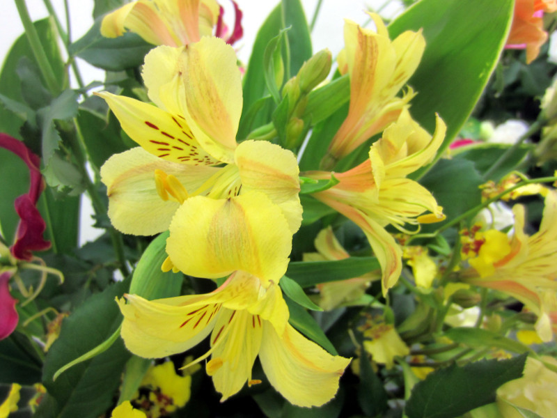 Alstroemeria