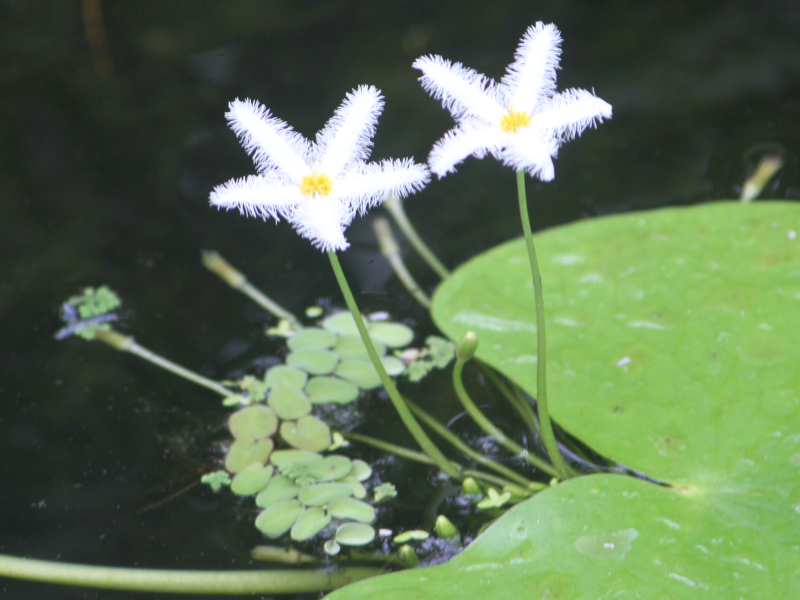 Nymphoides indica