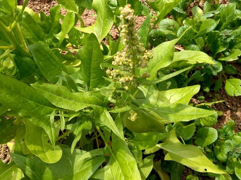 ホウレンソウ Spinacia Oleracea L かぎけん花図鑑