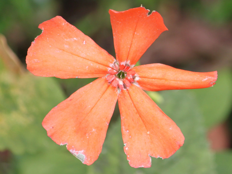 女婁菜剪秋羅 Lychnis Miqueliana 科技研花图画书