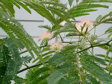 Albizia julibrissin