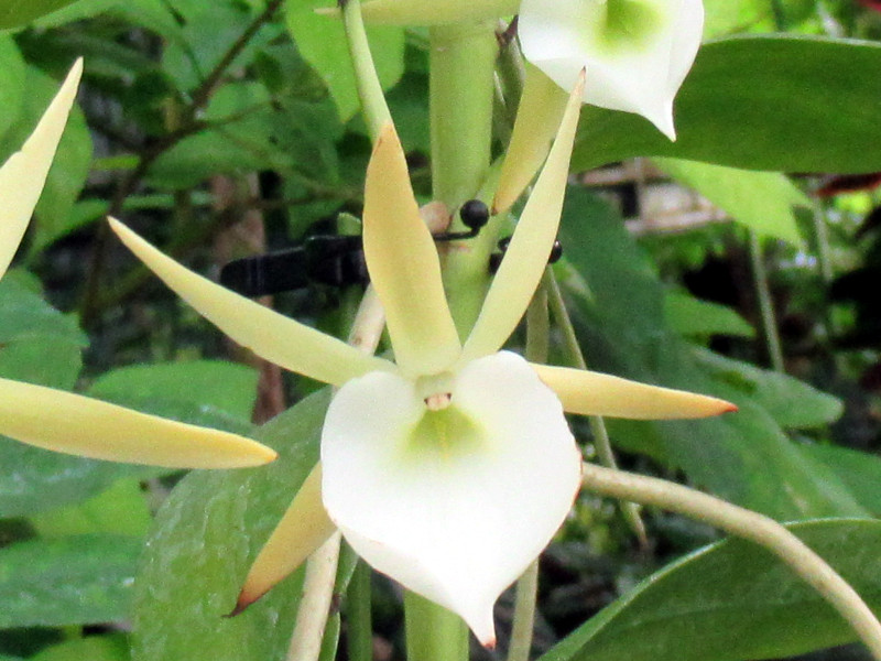 Angraecum birrimense