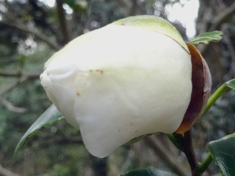 Camellia “Shiratama"