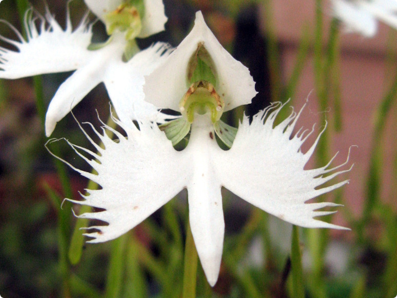 White Egret Flower