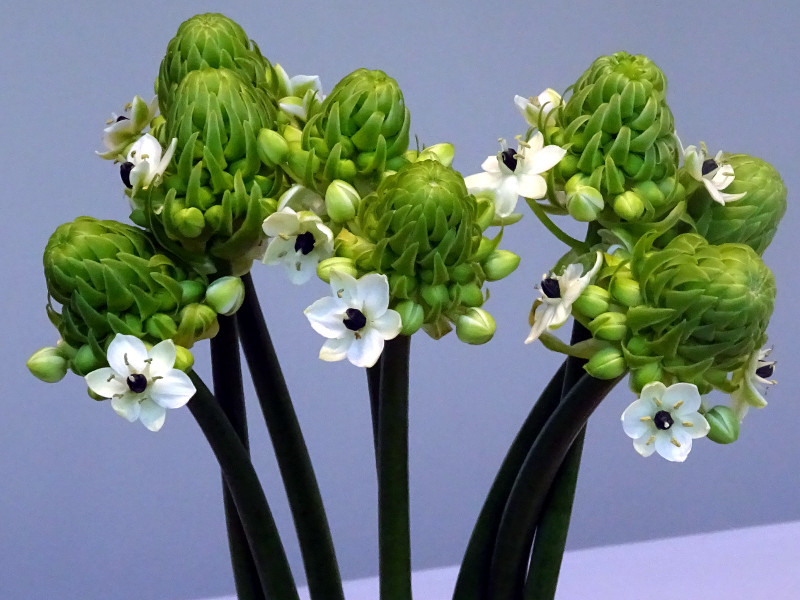 オーニソガラム アラビカム Ornithogalum Arabicum かぎけん花図鑑