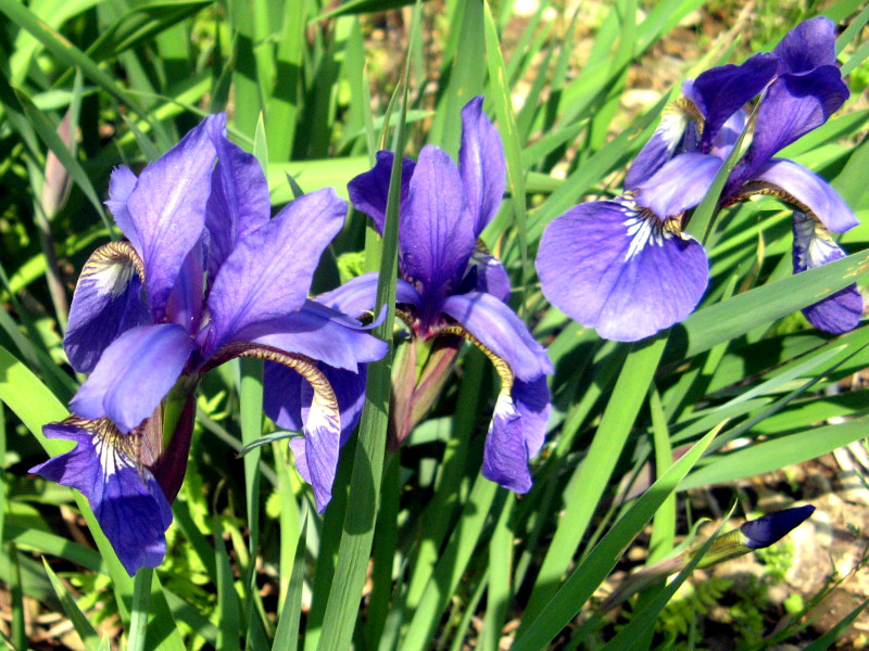 四月の青紫色の花1　綾目、杜若、花菖蒲