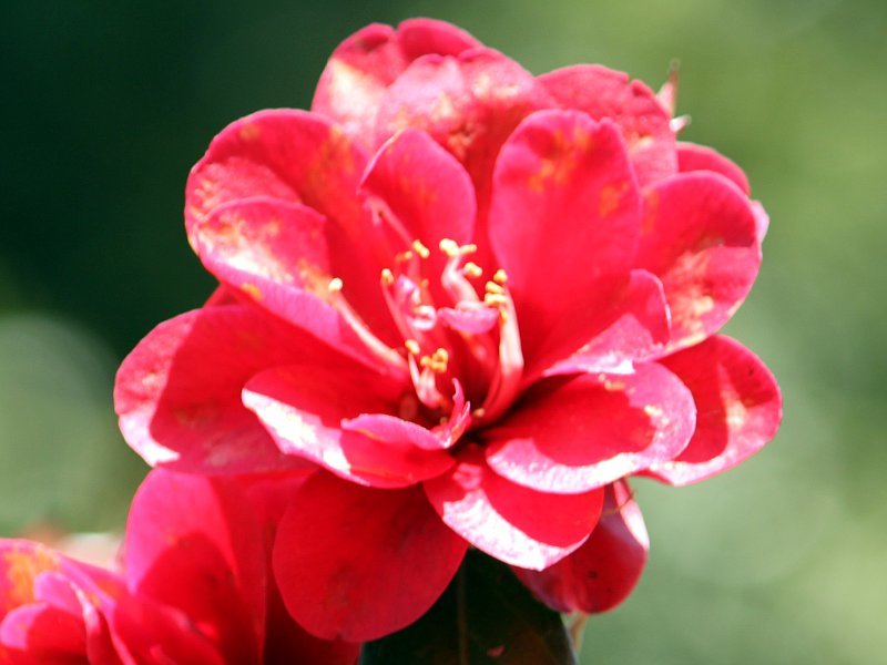 Camellia  Mononofu-tsubaki 