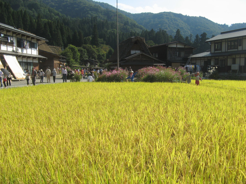 Rice plant