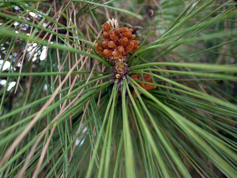 クロマツ Pinus Thunbergii かぎけん花図鑑