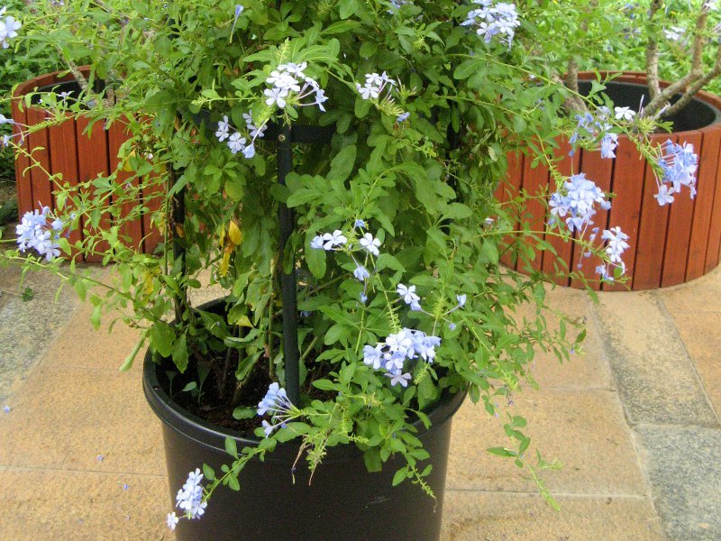 ルリマツリ Plumbago Auriculata かぎけん花図鑑