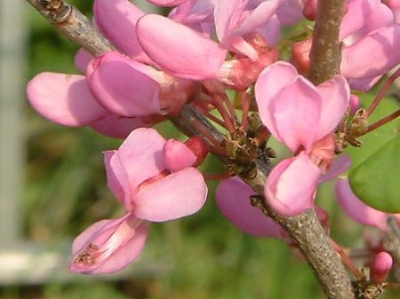 Cercis chinensis