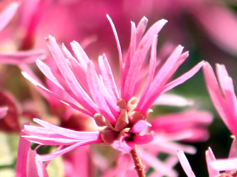 Chinese fringe flower